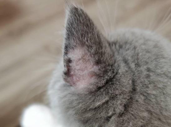猫癣只有毛上有荧光怎么办-图1