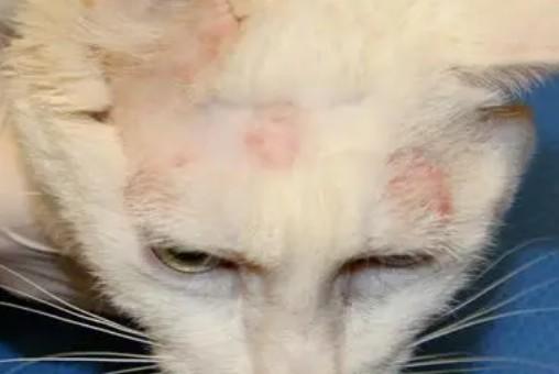猫癣各个阶段图解