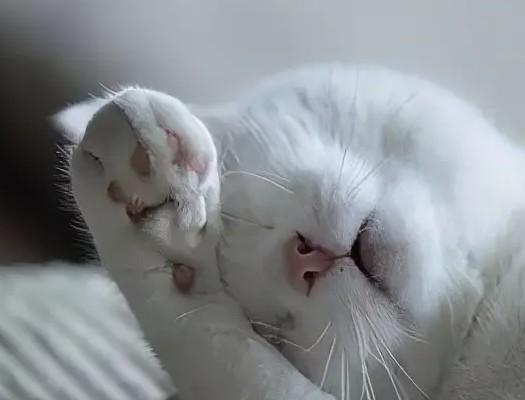 猫夜晚叫声跟小孩哭是咋回事呀-图1