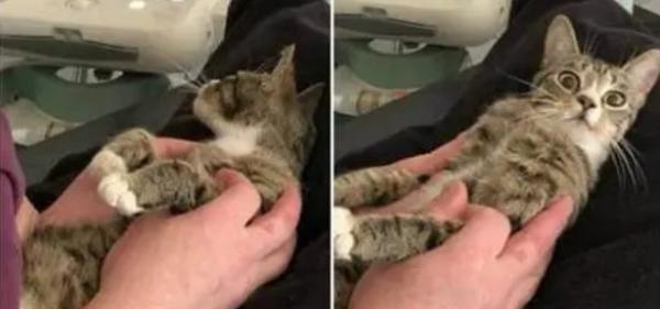 四个月的小猫怀孕会怎么样-图1