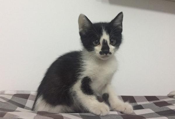 3斤多的猫吃了一整粒驱虫药怎么办-图1