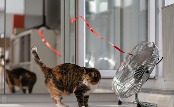 猫眼中的电风扇是什么-图1