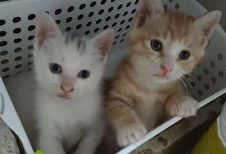 3个月猫咪的小鸡突然出来正常吗-图1