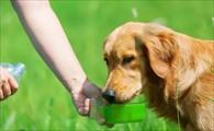 狗狗不愿意喝水是因为什么原因