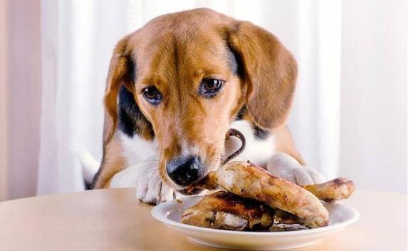 狗狗可以吃大肉菜吗为什么呢-图1