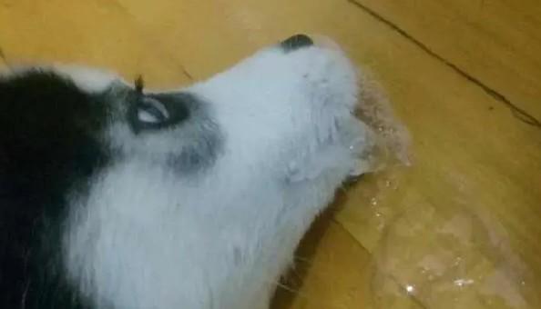 狗狗早晨起来吐白色液体