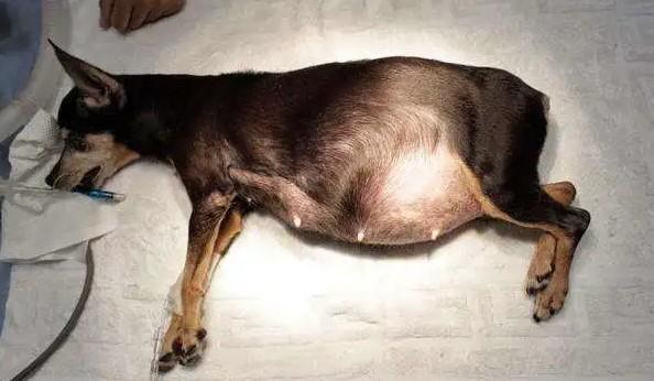 母犬子宫有炎症如何用药-图1