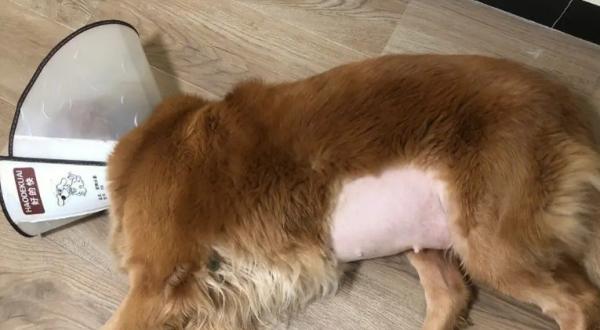 狗狗子宫蓄脓初期什么症状图片-图1