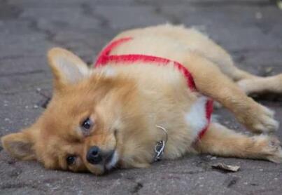 狗狗死了第二天复活了