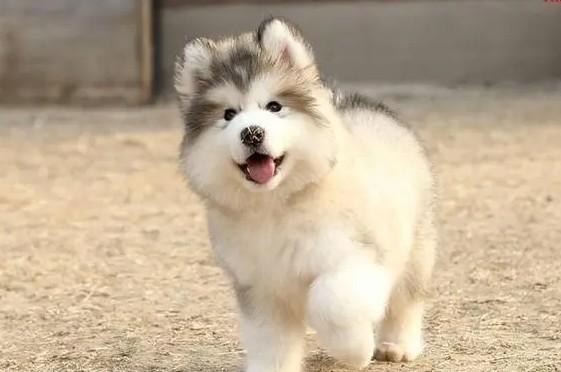 幼犬选活泼的还是安静的-图1