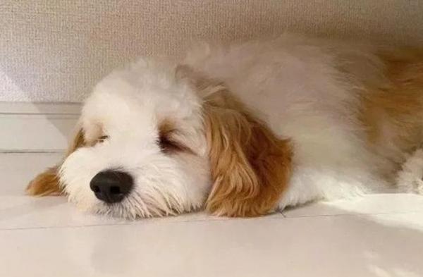 狗狗产后恶露40天不净-图1
