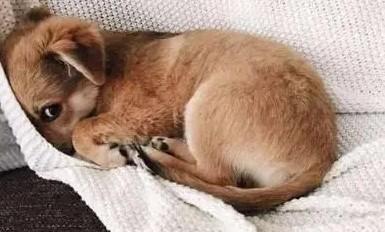 怎样让幼犬晚上不哼唧-图1