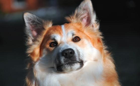 什么狗狗聪明又不拆家？选对犬种很重要！-1