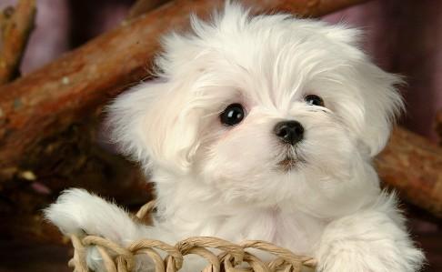 犬瘟抽搐多久没死就算挺过来了-图1