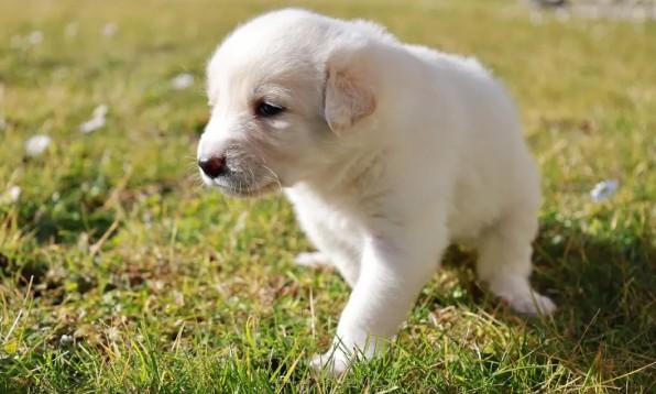 上海市区禁养犬种-图1