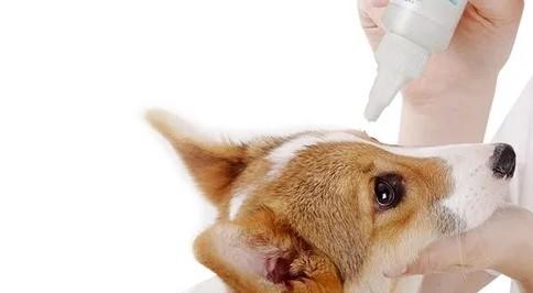 狗狗为什么要用眼药水呢
