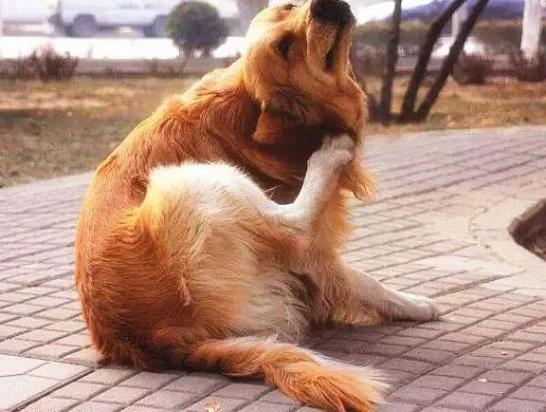 狗狗为什么要拉血尿