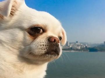 为什么有的狗狗有眼屎-图1