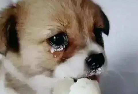 狗狗吃东西为什么哭了呢-图1