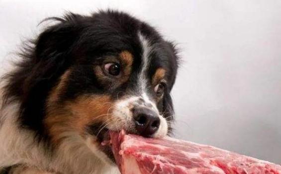 狗狗为什么就喜欢吃肉呢-图1