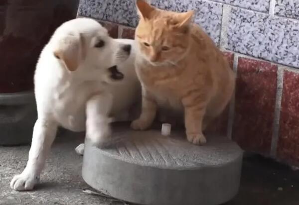 为什么狗狗会收养猫