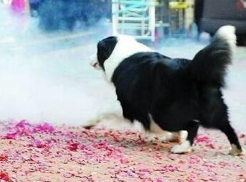 狗狗放烟花安全吗-图1