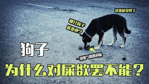 如何让狗狗不吃自己的便便-图1