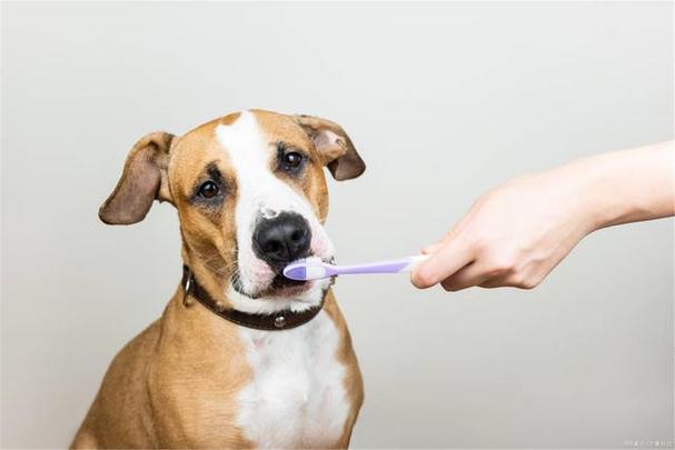 狗狗需要刷牙吗？-图2