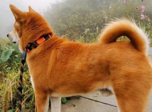 正宗的大黄土狗-图1