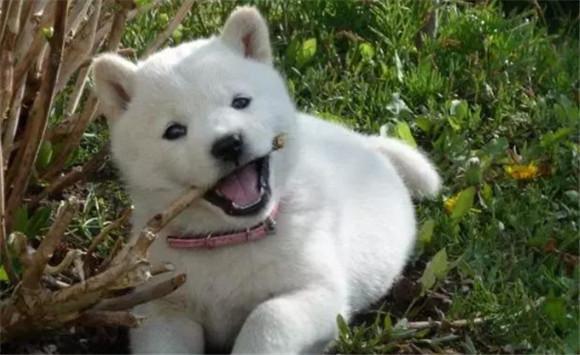 纪州犬是土狗吗-图1