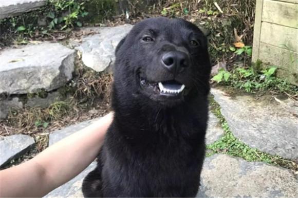 土狗黑舌头的狗是不是很凶-图1
