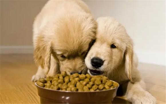 成犬粮泡了可以给幼犬-图1