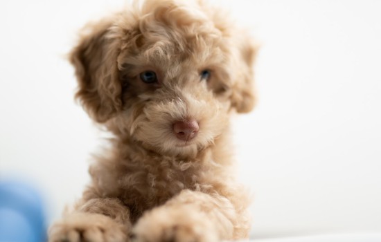 新买的幼犬很臭怎么办-图1