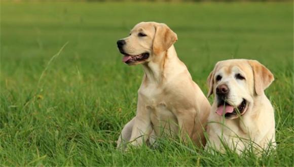 拉布拉多德利犬好养吗-图1