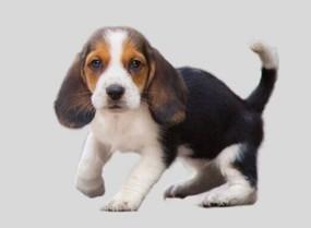 中型短毛犬都有什么品种-图1
