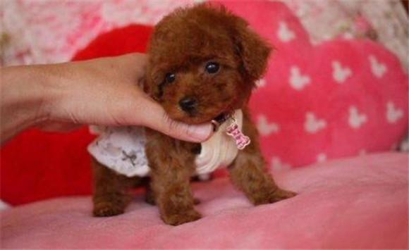 茶杯泰迪是畸形犬吗-图1