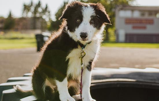 10斤小型犬每天吃多少狗粮-图1