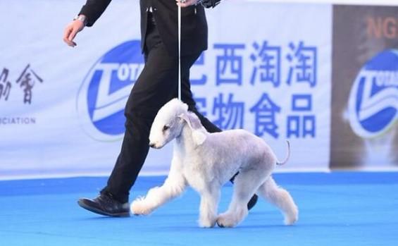 牵犬师是什么职业-图1