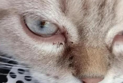 猫眼屎特别多还糊住了眼睛