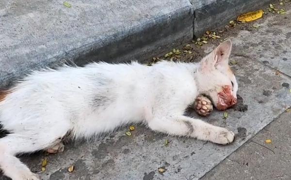 把一只小猫活活踩死了-图1
