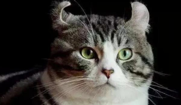 42种猫的图片-图1