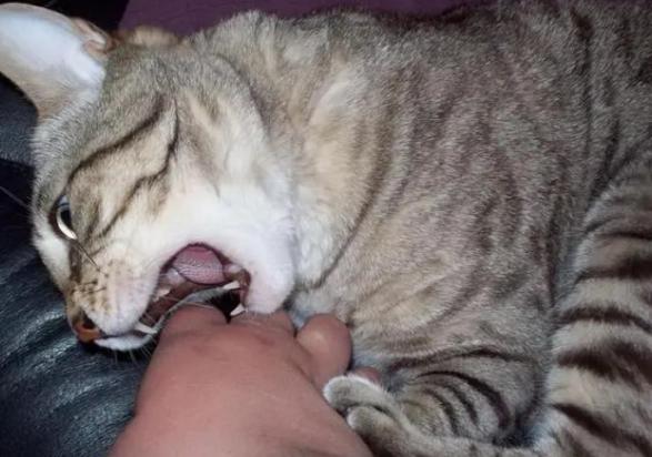 猫咬了我第二天就死了-图1