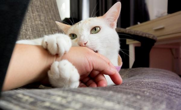 把猫当儿子养的都是有病-图1