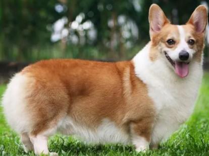 柯基犬是最欠揍的-图1