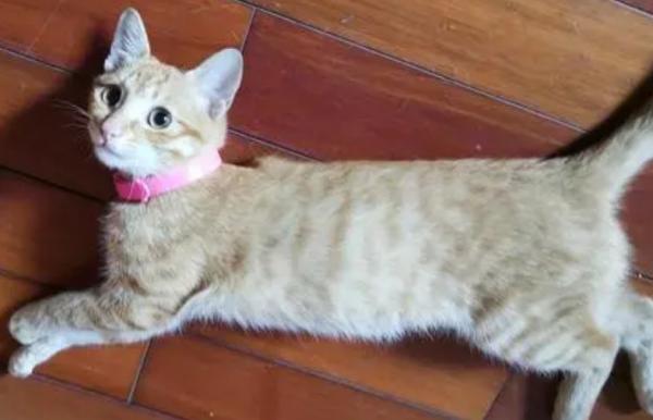 5个月的小猫肚子大是怎么回事-图1