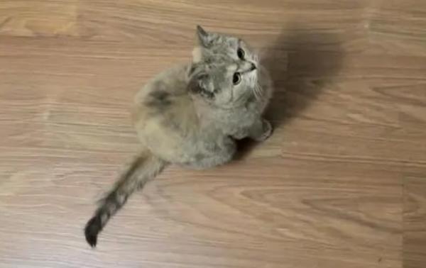 6个月的猫属于幼猫还是成猫-图1