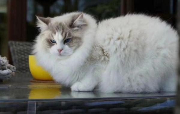 爱美食的猫妹妹是真吃吗-图1