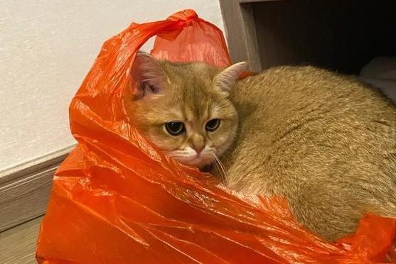 把猫脸按在他拉的屎上-图1