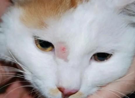 猫藓留下的黑色素沉淀多久退-图1