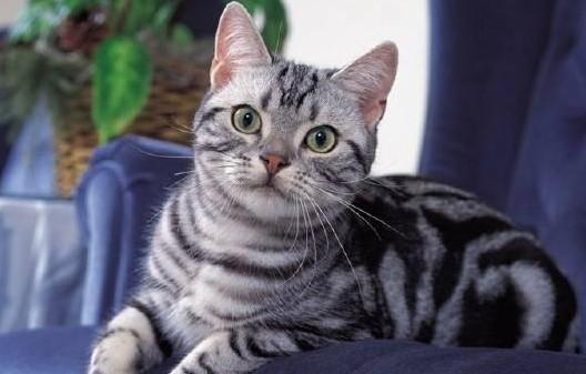 4个月公猫蛋蛋长啥样-图1